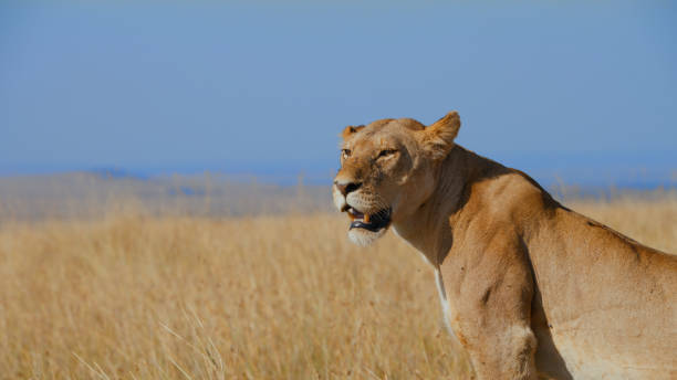 istock Lioness Roaming Masai Mara Grasslands 2191912004