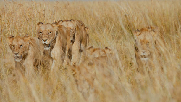 istock Pride of Lions Roaming Masai Mara Grasslands 2191912006