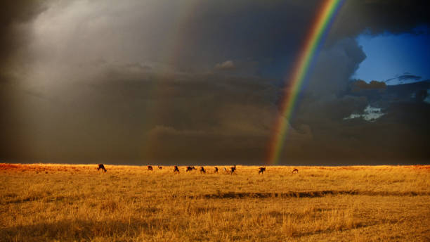 istock Graceful Antelopes Under Rainbow in Masai Mara 2191912010
