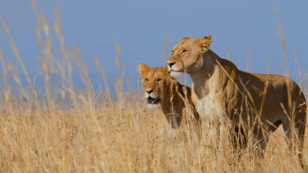 Two adult lions stand attentively amid tall grass, with clear skies overhead, showcasing the natural wildlife and scenic landscapes of Kenya's renowned national park.