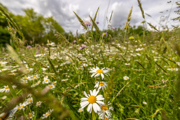 istock Blossoming Wildflowers in Pastoral Landscape 2191912916