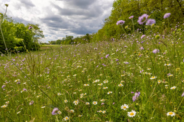 istock Diverse Wildflowers in a Lush Meadow 2191912918