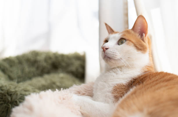 istock Cute cat relaxing by the window 2191913424