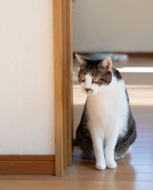 istock Cute cat sitting and staring 2191913524