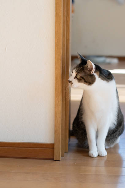 istock Cute cat sitting and staring 2191913535