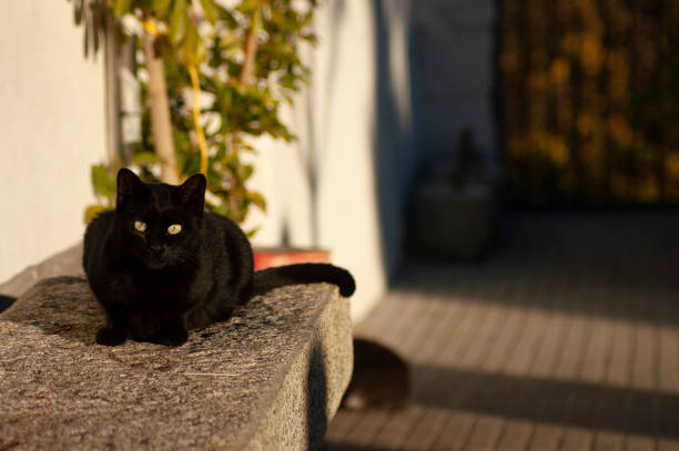 istock Frontal shot of black cat staring at camera. 2191913804