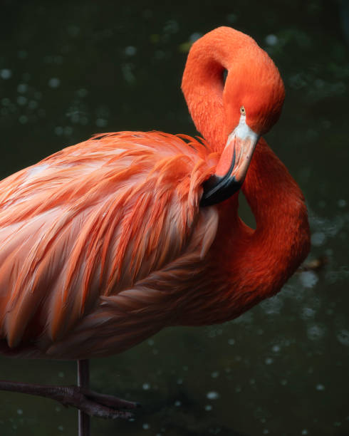 istock Caribbean Flamingos with bright orange plumage or feathers 2191915309