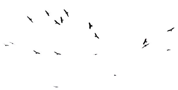 istock A flock of birds in flight isolated on a white background 2191917241