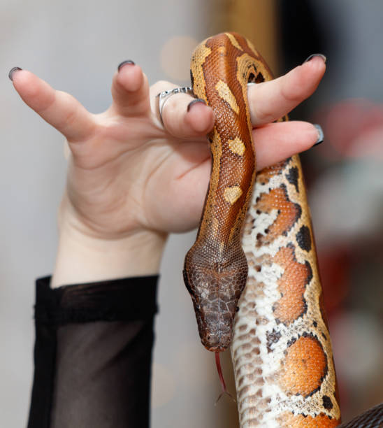 istock A person is holding a snake with a black and orange pattern 2191917413