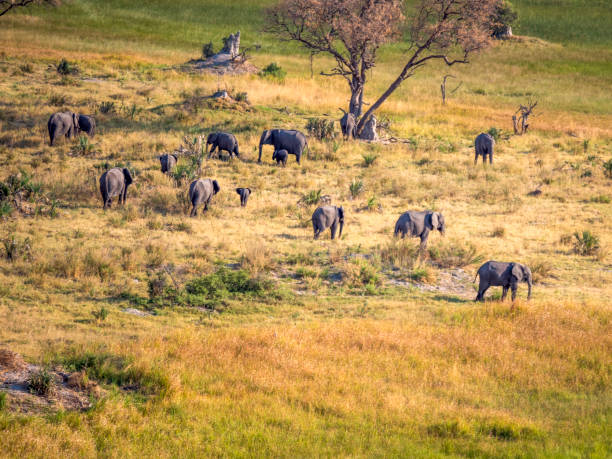 istock Small herd of elephants in the Okavango Delta in Botswana. 2191919035