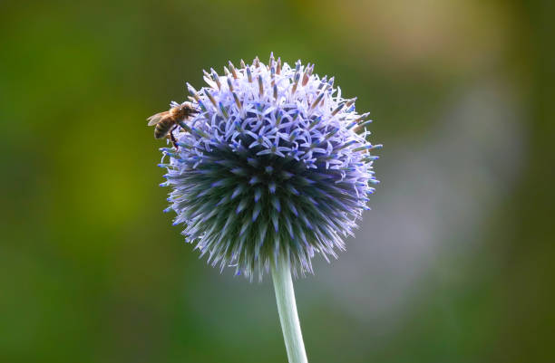 istock A honey bee on echinops, or globe thistle, in a garden on a summer’s day. 2191919373