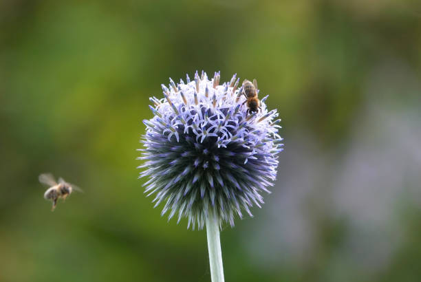 istock Honey bees attracted to a globe thistle plant, echinops, in a summer garden. 2191919378