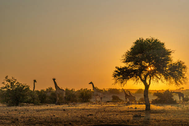 istock South African giraffe or Cape giraffe (Giraffa giraffa) or (Giraffa camelopardalis giraffa) herd and shepherd's tree (Boscia albitrunca) at sunrise. Mashatu Game Reserve. Northern Tuli Game Reserve.  Botswana. 2191919946