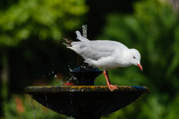 Seagull resting on an old water fountain with trees in the background.