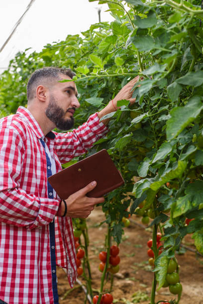 istock Farmer examining tomato plants growing in greenhouse 2191925436