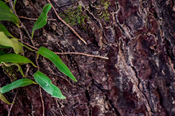 istock The entire composition reflects the harmony between chaos and order found in nature. 2191928227