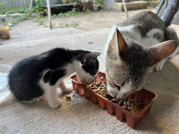 istock A kitten and its mother eating cat food together from the same dish. 2191928421