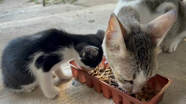istock A kitten and its mother eating cat food together from the same dish. 2191928447