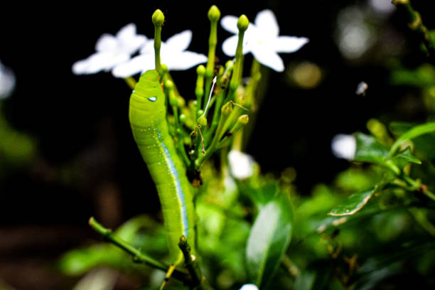 The intricate patterns on the caterpillar’s skin add a unique texture to the image.