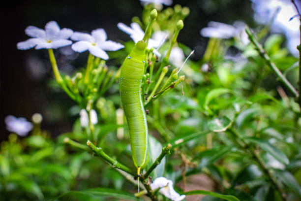 worm is moving slowing on a branch