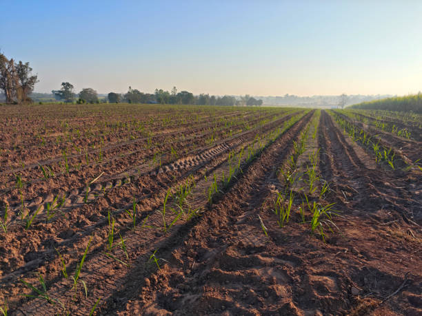 istock Sugarcane Field with Young Plants Under Clear Sky at Sunrise 2191928890