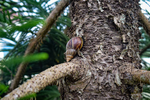 istock The snail’s tiny, delicate antennae flicker, sensing the environment as it ascends the bark. 2191929275
