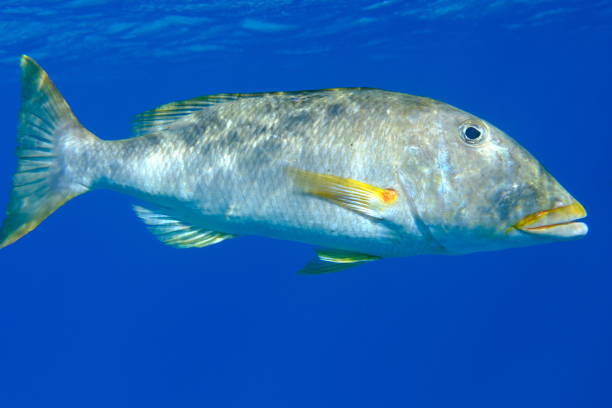 istock Yellowlip emperor (Lethrinus xanthochilus) undersea 2191931316