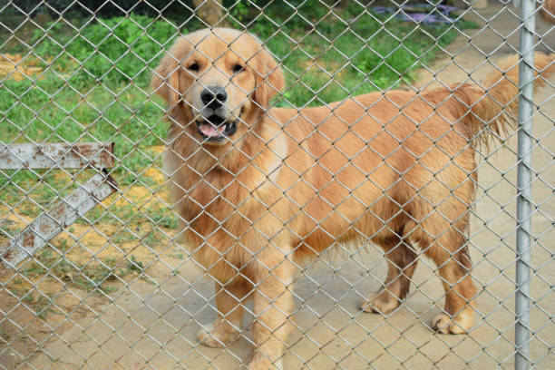 With its big, expressive eyes, the golden retriever looks both friendly and curious.
