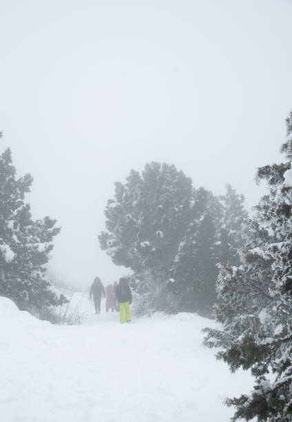 Hikers are enjoying a snowy trek through a foggy forest