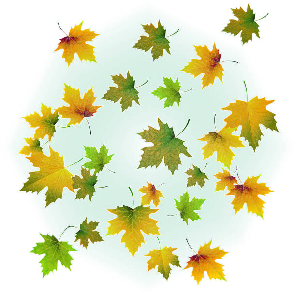 Yellow-green autumn maple leaves with gloss on a white background and with a green tint in the center