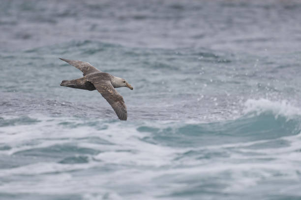 istock Southern Giant Petrel in flight 2191935859