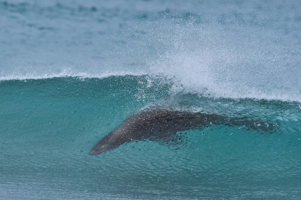 istock Southern Sea Lion in the surf 2191936017