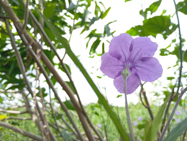 istock Back view of Ruellia tuberosa, 2191936023