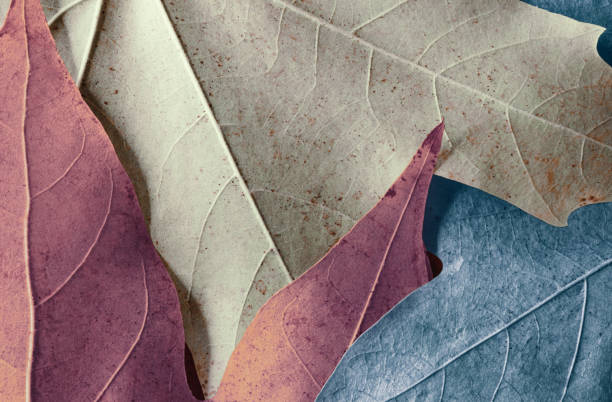istock Colorful autumn leaves, macro 2191936709