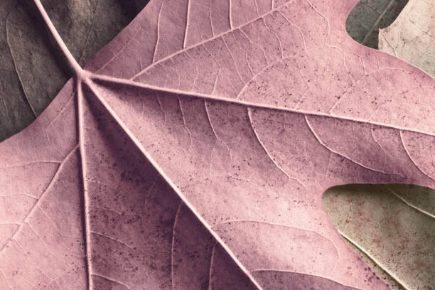 istock Colorful autumn leaves, macro 2191936857