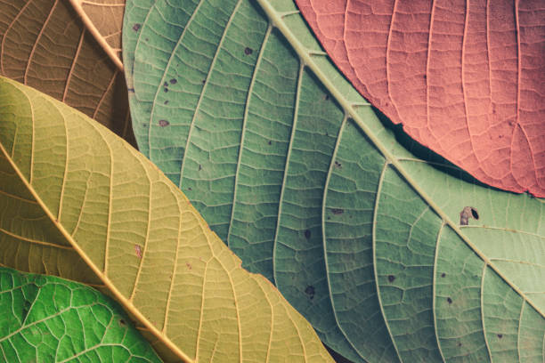 Macro of colorful autumn leaves, texture background