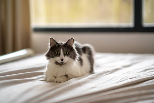 istock Grey and white cat relaxing on bed in bedroom 2191939469