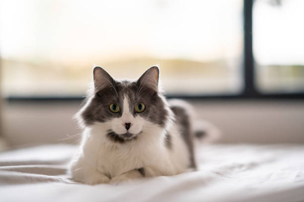 istock Adorable grey and white cat relaxing on bed 2191939484