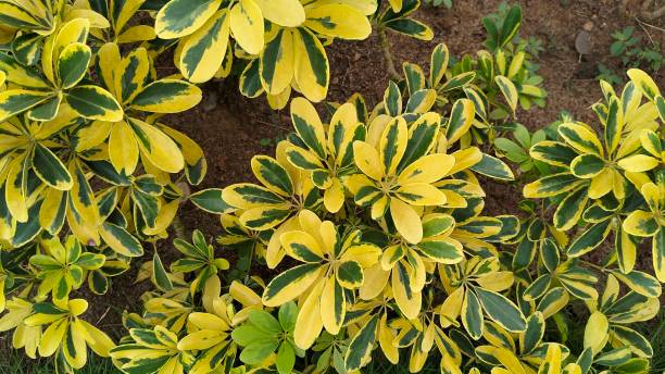 istock Schefflera actinophylla plant or Variegata plant 2191939676