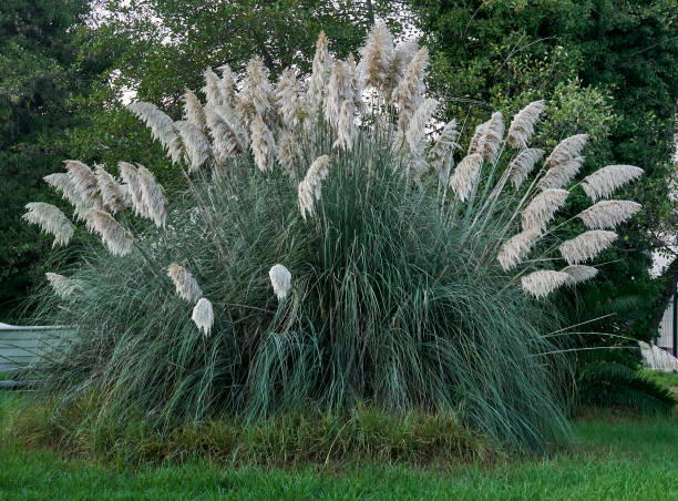 istock Cotraderia bush, pampas grass in the garden. 2191939730