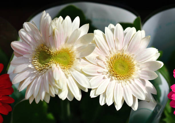 Gerbera daisy is a flowering plant of daisy family (Asteraceae), with the colors which include white, yellow, orange, red and pink.