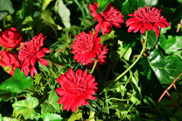 istock Gerbera Daisy/Gerbera jamesonii: Elegant, Upright, Evergreen Perennial 2191940006