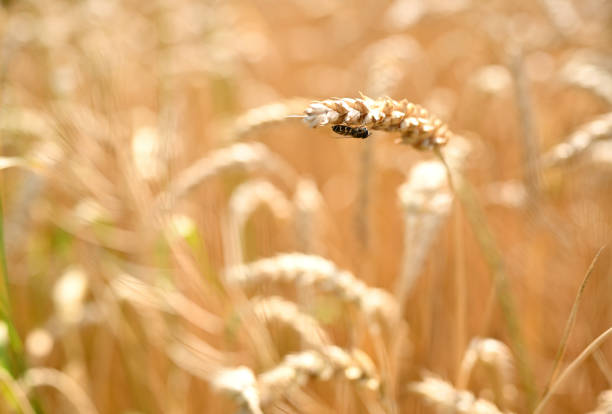Close-up of a golden wheat field with a single ear of grain in focus, adorned by a small hoverfly. The warm tones of the ripe wheat and soft bokeh create a serene and natural atmosphere, highlighting the harmony of agriculture and wildlife in a summer rural landscape.