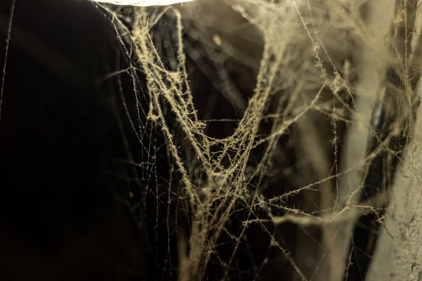istock cobweb in the light of a lantern in a dark, scary, damp room not far from the exit to the street, a spider hid to attack its victim, horror 2191943502