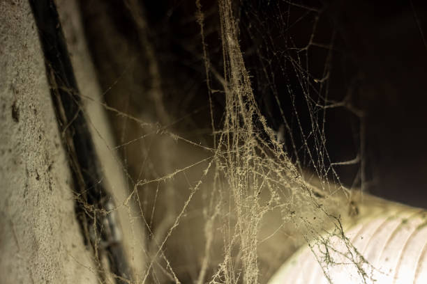 istock cobweb in the light of a lantern in a dark, scary, damp room not far from the exit to the street, a spider hid to attack its victim, horror 2191943534