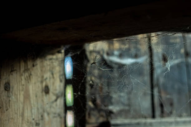 istock cobweb in the light of a lantern in a dark, scary, damp room not far from the exit to the street, a spider hid to attack its victim, horror 2191943580