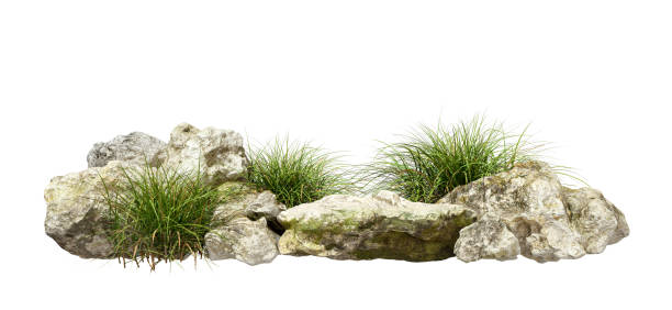 istock Isolated rocks and grassy weed landscaped composition on white backgrounds 3d rendering 2191944056