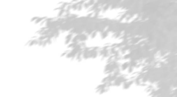istock Sunshade shadow trees leaves move on white backgrounds 3d illustrations 2191944064