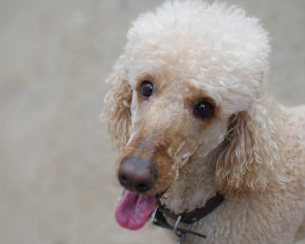 istock Portrait of a standard poodle. 2191947256