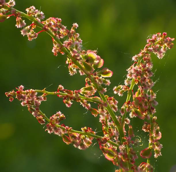 Sour wild flowering sorrel in the meadow